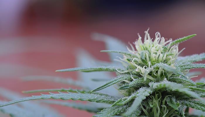 Cannabis flower in front of blurry background.